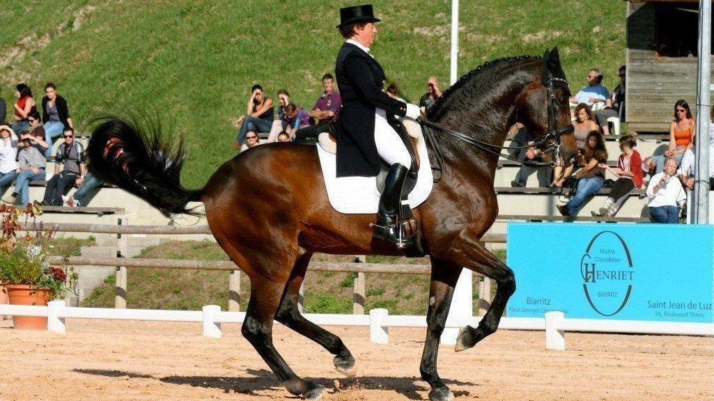 preparation à la competition de dressage